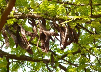 فوائد الخروب