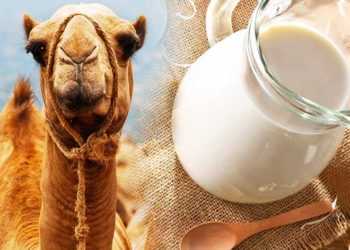 مكونات حليب الابل