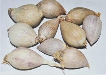 ما هو الثوم الذكر