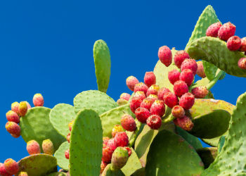 فوائد الصبار