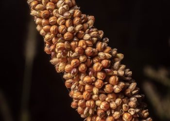 هل الدخن يسمن