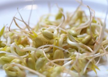 فوائد الماش للتسمين