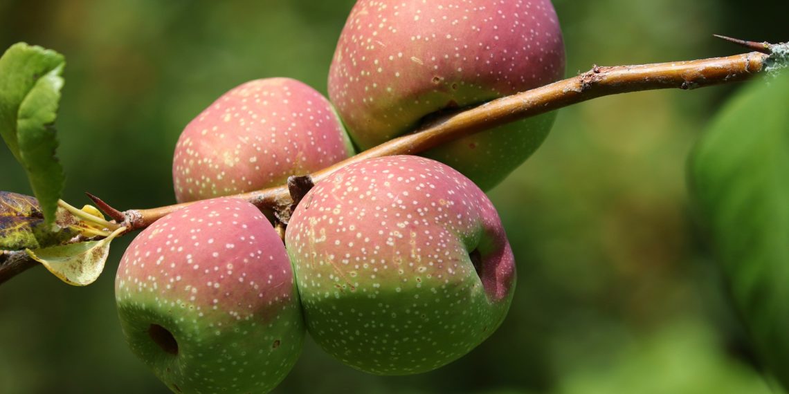 فوائد السفرجل للتنحيف