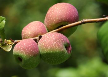 فوائد السفرجل للتنحيف