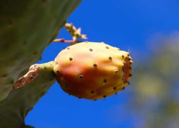 التين الشوكي وفوائده