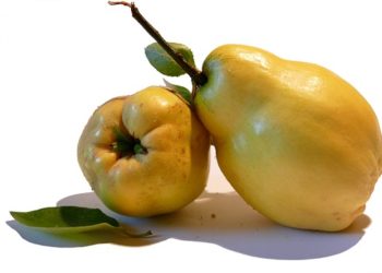 فوائد السفرجل للنساء