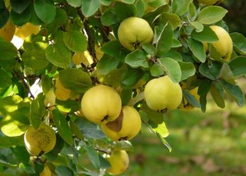 فوائد السفرجل للرجل