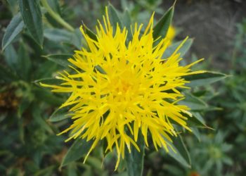 طريقة استخدام العصفر للشعر