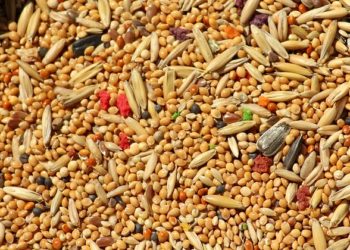  فوائد الدخن وأضراره