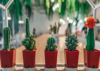 أنواع الصبار