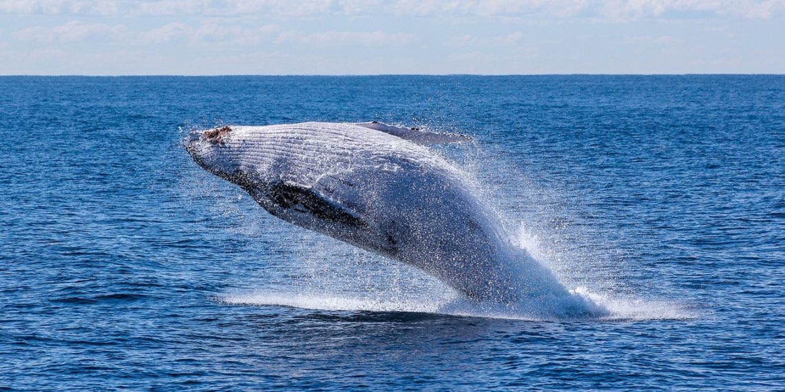 أطول حيوان في العالم