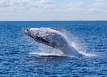 أطول حيوان في العالم 