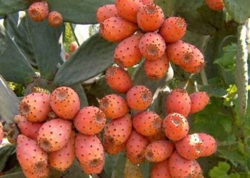 فوائد التين الشوكي