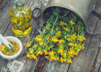 فوائد عشبة القديسين