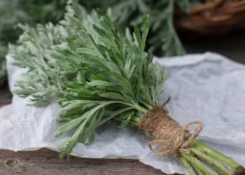 فوائد الشيح للرجال