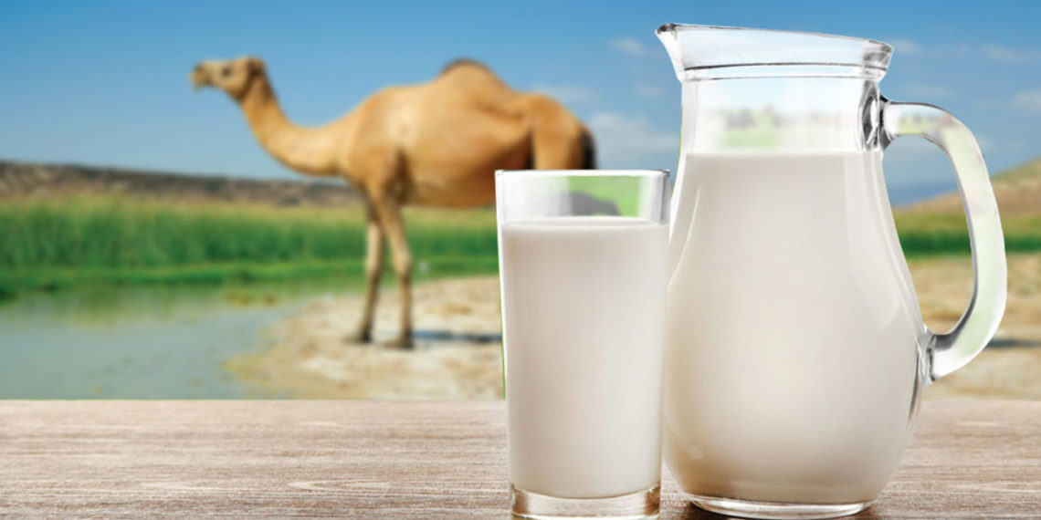 حليب الإبل