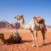 معلومات عن الجمل