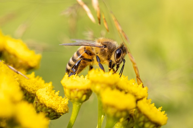 معلومات عن النحل
