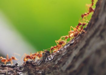 معلومات عن النمل