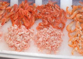 فوائد الروبيان