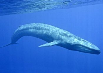 أطول حوت في العالم 