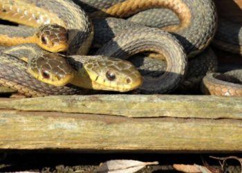 أطول أفعى في العالم 