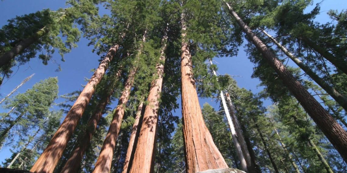 أطول شجرة في العالم