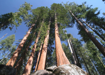 أطول شجرة في العالم 