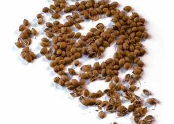 فوائد الكزبرة الناشفة للتخسيس