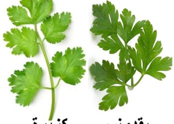 كيف نميز بين الكزبرة والبقدونس 