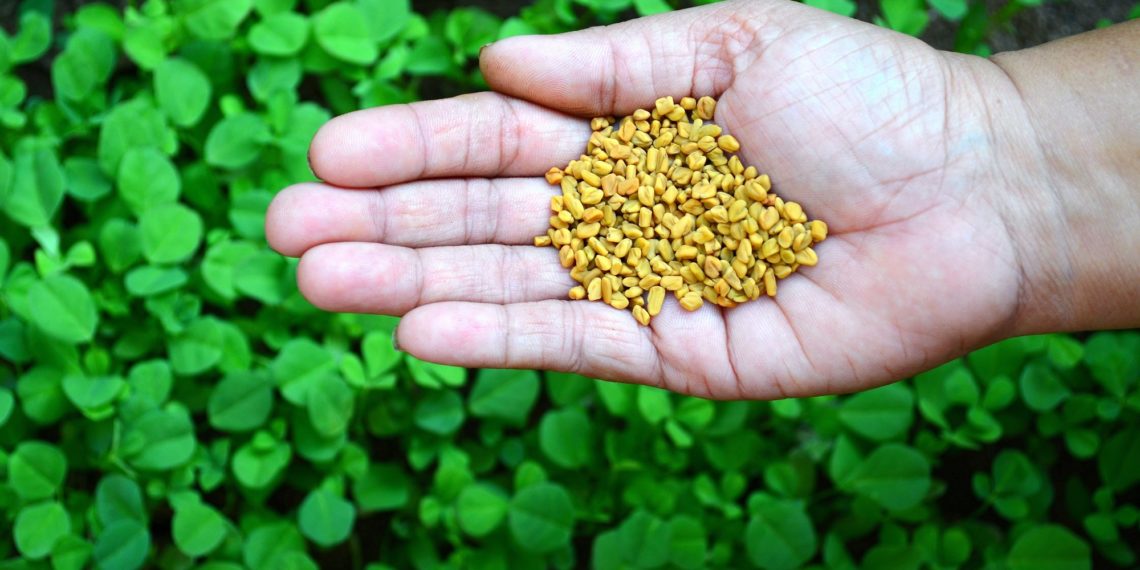 فوائد الحلبة للكلى