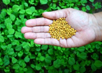 فوائد الحلبة للكلى