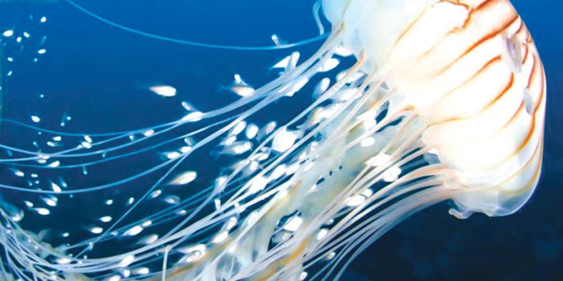 أطول الكائنات الحية عمراً