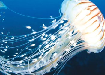 أطول الكائنات الحية عمراً