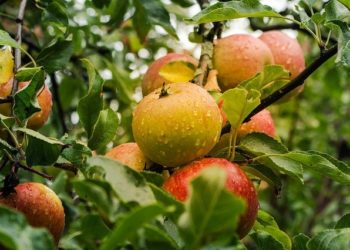 عدد السعرات الحرارية في التفاحة