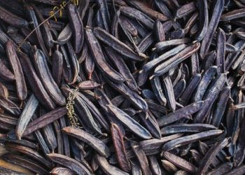 فوائد الخروب للقولون