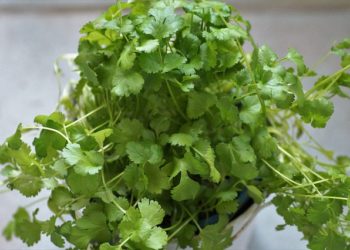 فوائد الكزبرة