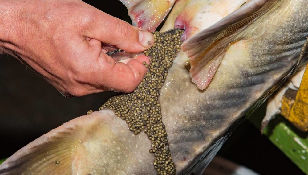 فوائد الكافيار