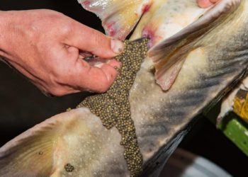 فوائد الكافيار 