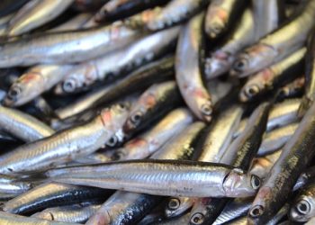 فوائد السردين