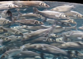 أضرار السردين