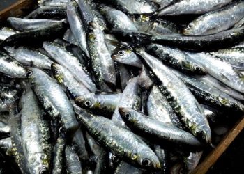 أنواع السردين