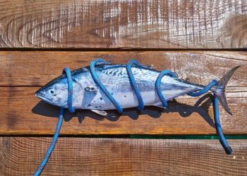 فوائد التونة للتخسيس