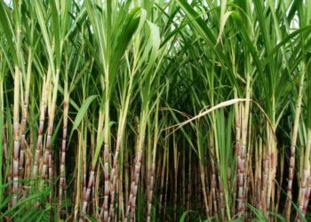 فوائد قصب السكر للرجال والجنس 