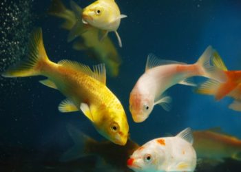 معلومات عن الأسماك