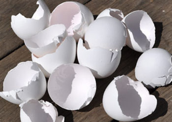 فوائد قشر البيض