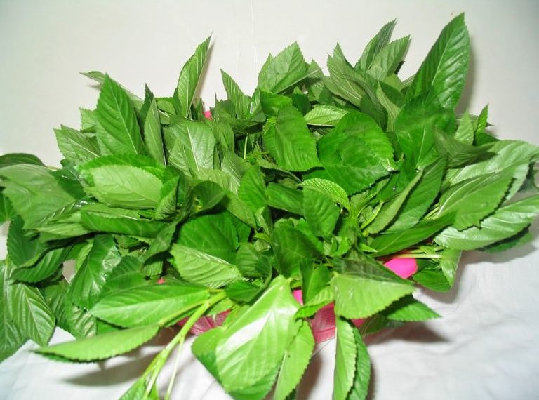 الملوخية وفوائدها