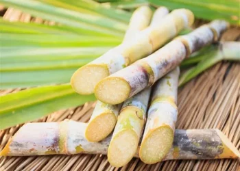 فوائد قصب السكر