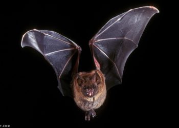   معلومات عن الخفاش 