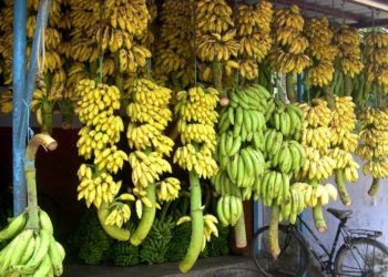 أكثر دولة إنتاجاً للموز في العالم 